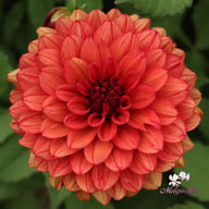 Missis Miley Dahlia Tuber