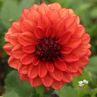 Missis Miley Dahlia Tuber