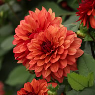 Missis Miley Dahlia Tuber