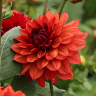 Missis Miley Dahlia Tuber