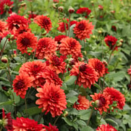 Missis Miley Dahlia Tuber