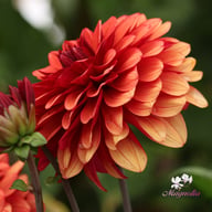 Missis Miley Dahlia Tuber