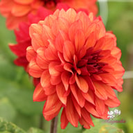 Missis Miley Dahlia Tuber