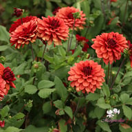 Missis Miley Dahlia Tuber