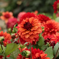 Missis Miley Dahlia Tuber