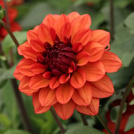 Missis Miley Dahlia Tuber