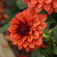 Missis Miley Dahlia Tuber