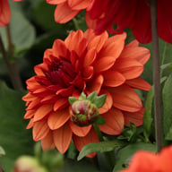 Missis Miley Dahlia Tuber