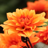Missis Trucella Dahlia Knöl