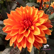 Missis Trucella Dahlia Knöl