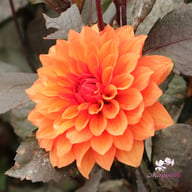 Missis Trucella Dahlia Knöl