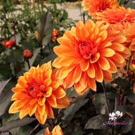 Missis Trucella Dahlia Knöl