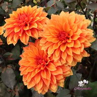 Missis Trucella Dahlia Knöl