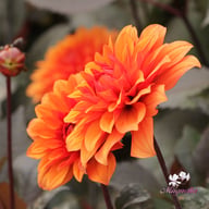 Missis Trucella Dahlia Knöl