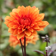 Missis Trucella Dahlia Knöl