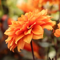 Missis Trucella Dahlia Knöl