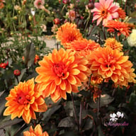 Missis Trucella Dahlia Knöl