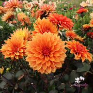 Missis Trucella Dahlia Knöl