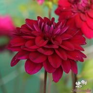 Mister Blue Dahlia Tuber