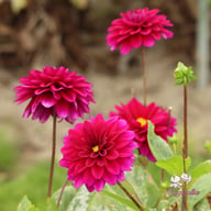 Mister Blue Dahlia Tuber