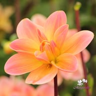 Mister Frans Dahlia Knöl
