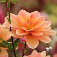 Mister Frans Dahlia Knöl
