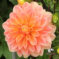 Mister Frans Dahlia Knöl