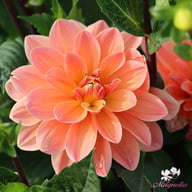 Mister Frans Dahlia Knöl