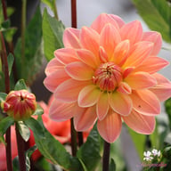 Mister Frans Dahlia Knöl