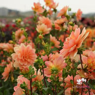 Mister Frans Dahlia Knöl
