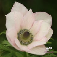 Mistral Edge Bianco Anemone Corm