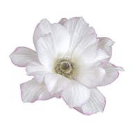 Mistral Edge Bianco Anemone Corm