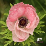 Mistral Rosa Chiaro Anemon Knöl