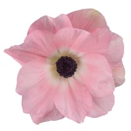 Mistral Rosa Chiaro Anemon Knöl