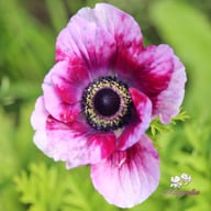 Mistral Tigre Vinato (Wine) Anemone Corm