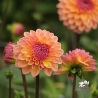 Moderato Dahlia Tuber