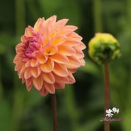 Moderato Dahlia Tuber