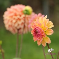 Moderato Dahlia Tuber