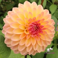Moderato Dahlia Tuber