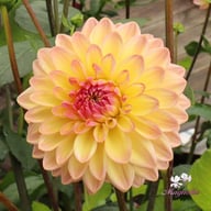 Moderato Dahlia Tuber