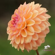 Moderato Dahlia Tuber