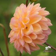 Moderato Dahlia Tuber
