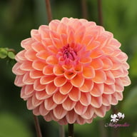 Moderato Dahlia Tuber