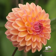 Moderato Dahlia Tuber