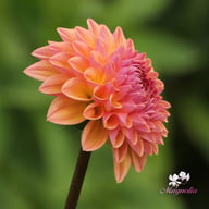Moderato Dahlia Tuber