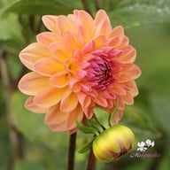 Moderato Dahlia Tuber