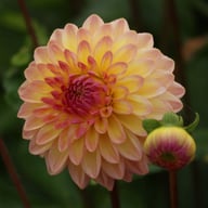Moderato Dahlia Knöl