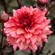 Molly Raven Dahlia Knöl