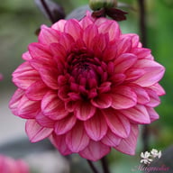 Molly Raven Dahlia Tuber