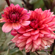 Molly Raven Dahlia Tuber